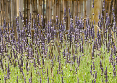 Harmony Hill Health Retreat garden