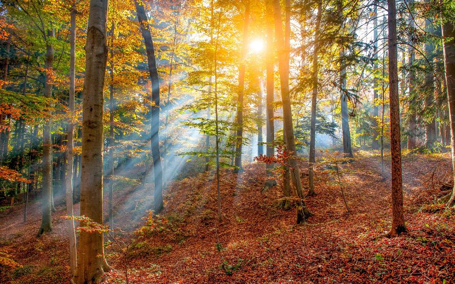 Connecting with the Earth's Energy for Healing and Restoration